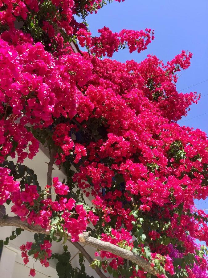 Chez Cecile Home موخلوس المظهر الخارجي الصورة